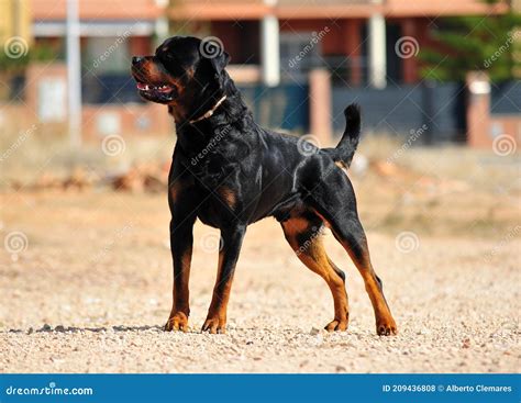 A Strong Rottweiler Dog In The Field Stock Photo Image Of Protection