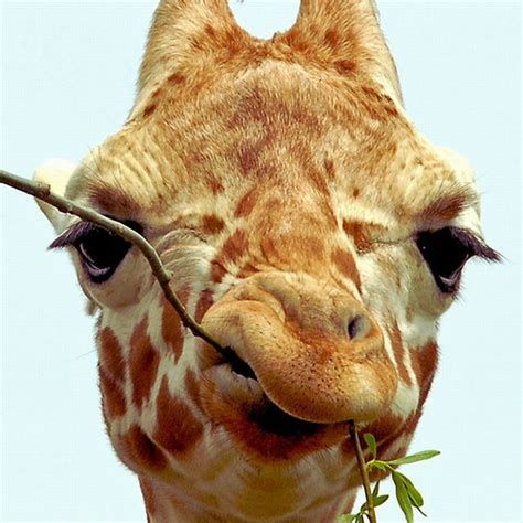 Funny Giraffes 39 Pics
