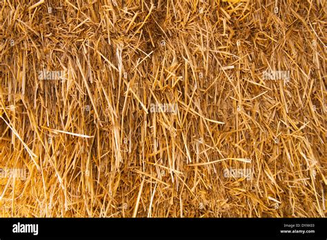 Wheat Straw Bale Stock Photo Alamy