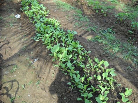 Koperasi alumni mkm kuala lumpur berhad. Surat Permohonan Kerja Ladang - Dirumahmalay