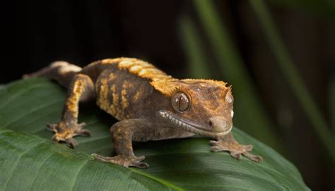 What Is The Difference Between Lizards And Geckos Sciencing