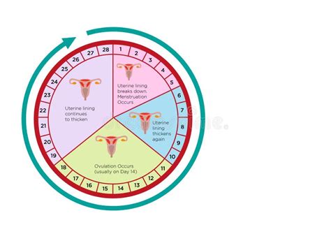 Women S Fertility Cycle Calendar With Different Stages Editable Clip