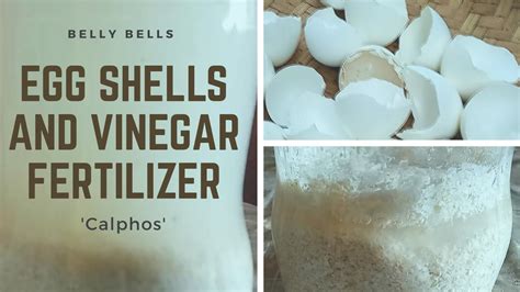 Egg Shell And Vinegar Fertilizer Calphos Step By Step Guide