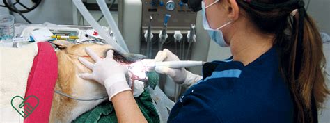 Ergonomics For Veterinary Dentistry Professionals And Patients Today