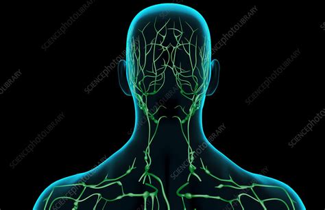 The Lymph Supply Of The Head And Neck Stock Image F0018817