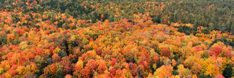 Fall Color Map Michigan