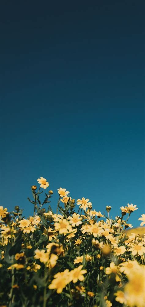 Free Download Yellow Aesthetic Wallpaper Options For Iphone Blue Sky