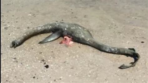 Mysterious Sea Creature Resembling Loch Ness Monster Washes Up On