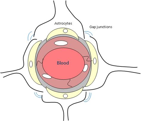 Statins That Penetrate Blood Brain Barrier Telegraph