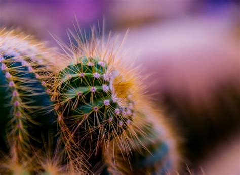 Premium Photo Beautiful Macro Shots Of Prickly Cactus