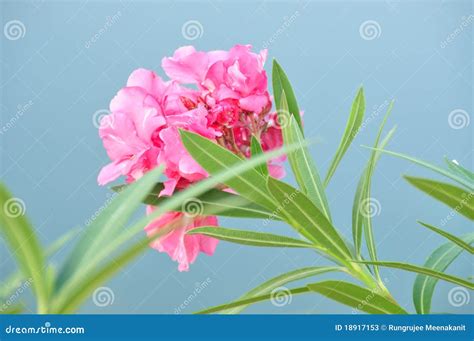 Sweet Oleander Rose Bay Nerium Oleander Name Pink Flower Tree In