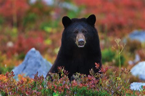 10 Black Bear Facts National Geographic Kids