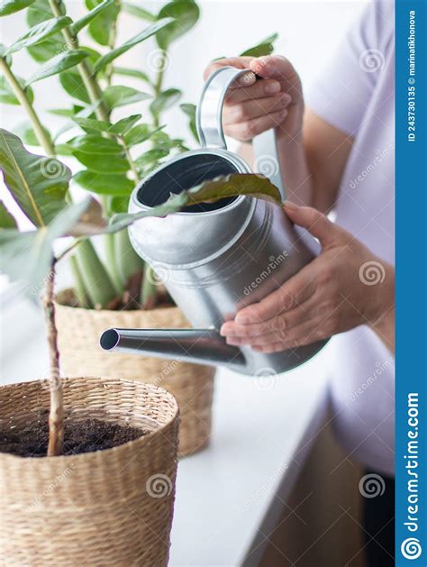 An Elderly Woman Waters Home Plants On The Windowsill From A Watering