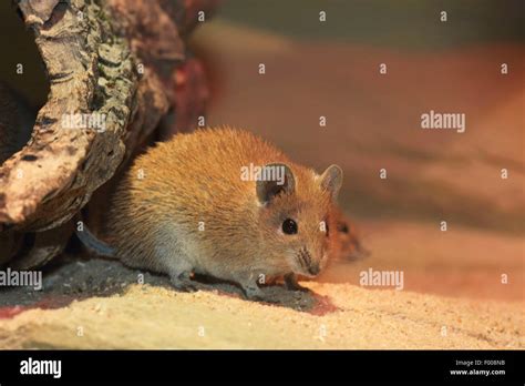 Golden Spring Mouse Acomys Russatus Sitting In The Sand Stock Photo