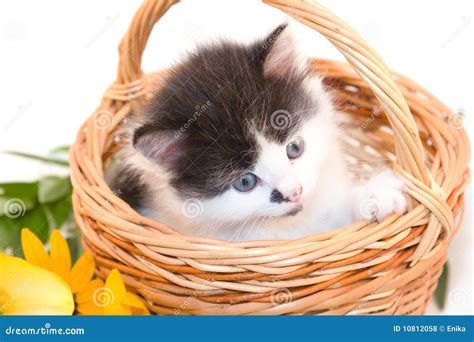 Little Kitten In A Basket Stock Photo Image Of White 10812058