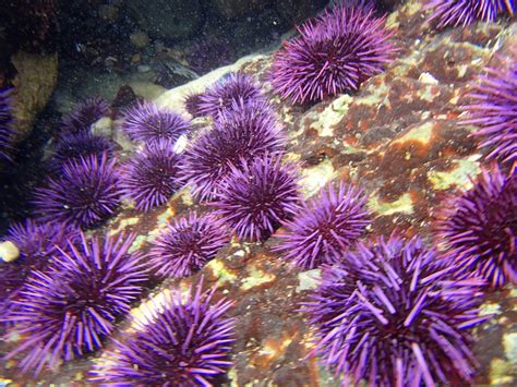 Morro Bay Wildlife Spotlight Balls Of Spines Aka Sea Urchins