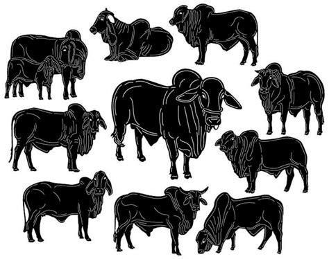 Bull Brahman Cattle Dxf Files And SVG Cut Ready For Cnc Machines Laser Cutting And Plasma