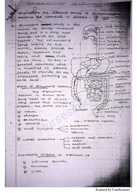 Bsc Nursing First Year Anatomy And Physiology Notesbook Pdf