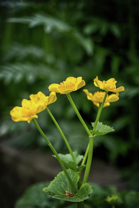 Caltha Palustris Kingcup Yellow Flower Photograph By Artur Bogacki