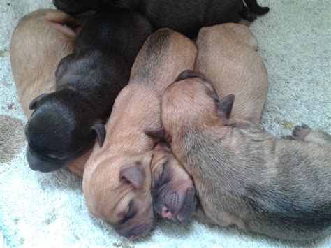 They're not perfect, but it's definitely better than chance. Patterdale Terrier Puppies, Temperament, Pictures