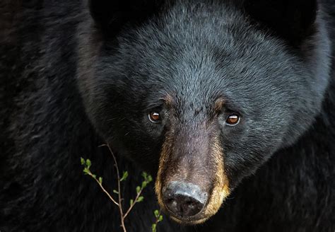 Black Bear Close Up Photograph By Tracy Munson