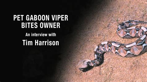 Pet Gaboon Viper Bites Owner Youtube