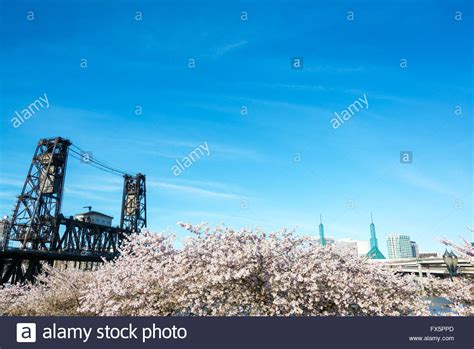 View Of Blooming Cherry Blossoms And The Steel Bridge In Portland