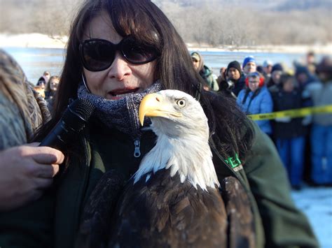 Bald Eagle From Raptor Education Group Inc Released 1 16 2016 Bald