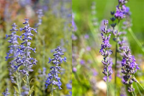 Lavender Vs Russian Sage Care Guide Differences And Faqs Eat Sleep