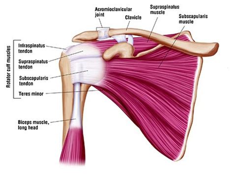 Rotator Cuff Strain And Shoulder Impingement Simple Wellness Myotherapy And Remedial Massage