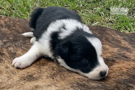 Find the perfect border collie puppy for sale in texas, tx at puppyfind.com. Xena: Border Collie puppy for sale near Dallas / Fort ...