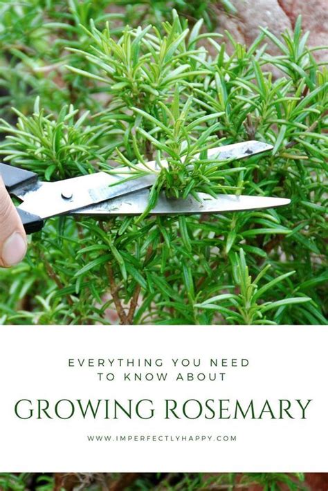 Everything You Need To Know About Growing Rosemary Artofit