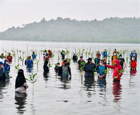 Jokowi Indonesia Punya Hutan Mangrove Terluas Di Dunia Harus Dijaga