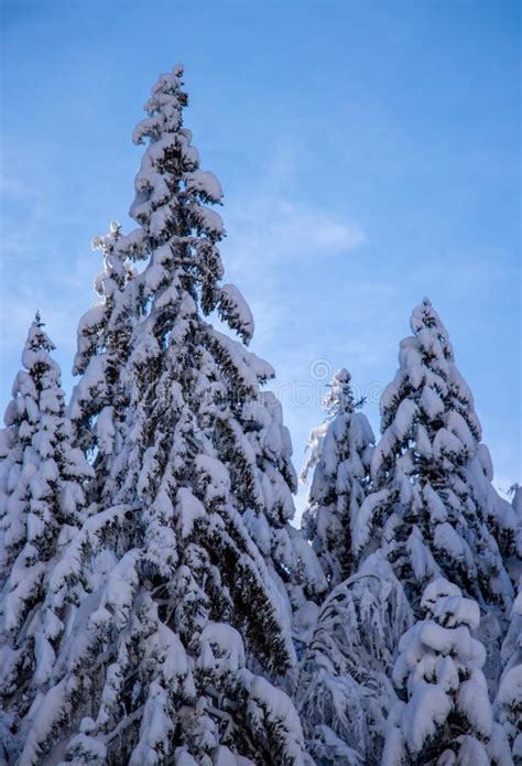 Spruce Trees Covered In New Snow Stock Image Image Of National Hike
