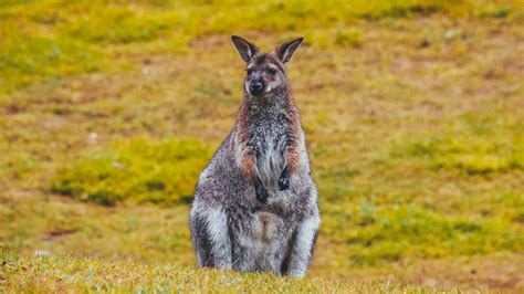 the complete guide to marsupials in tasmania — bonorong wildlife sanctuary