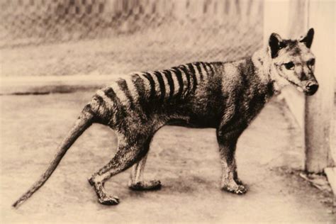 People Have Reportedly Spotted The Tasmanian Tiger 80 Years After Its Extinction