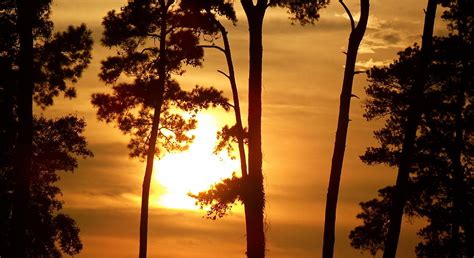 Sunset Pines Photograph By Tony Reed Fine Art America