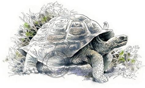 Tortoise Giant Watercolour Wildlife Art Nature Print Of Original