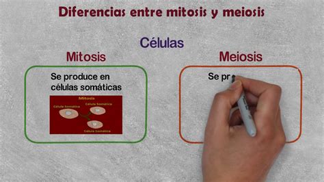 Diferencias Entre Mitosis Y Meiosis Comparación Mitosis Y Meiosis