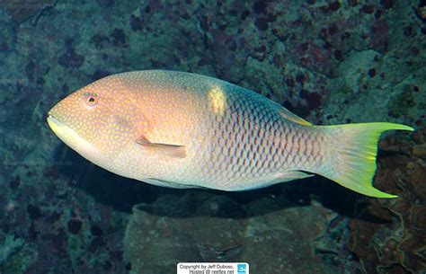 Bodianus perditio Goldenspot Hogfish, Golden-spot Pigfish, Golden-spot Pig-fish, Golden-spot 