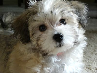 Local shelters and rescues are the ideal places to start if you're interested in adoption. Puppies For Sale - HavaHug Havanese Puppies