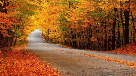 🥇 Autumn Forests Landscapes Nature Roads Wallpaper 44815
