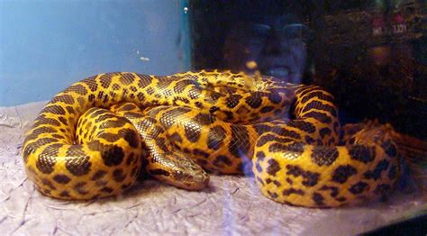 (to see a list of available python versions first, type conda search ^python$ and. baby yellow anaconda | The adult anaconda was nice but ...