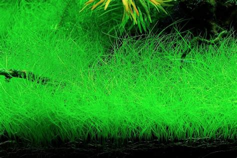 The Ultimate Guide To Dwarf Hairgrass Care Growth And Tips