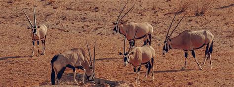 Tailor Made The Kalahari Desert And The Makgadikgadi Pans Holidays 2024 2025 Original Travel