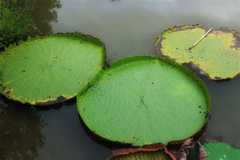 Large Green Lotus Leaf Floating Above The Water Surface Stock Photo