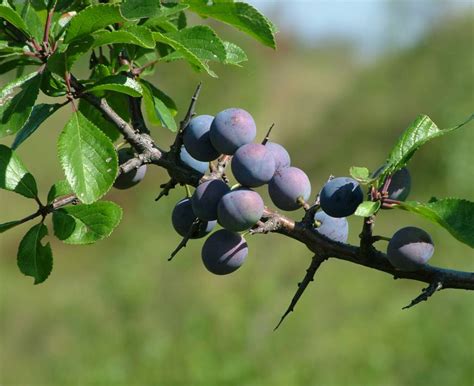 Blackthorn Planting Pruning And Harvesting Sloes At Just The Right