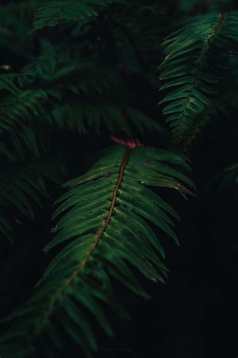 Fern Plant Leaves Green Macro Hd Phone Wallpaper Peakpx