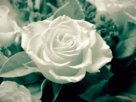 Lovely White Rose Nature Popular Flowers Hd Wallpaper 90715