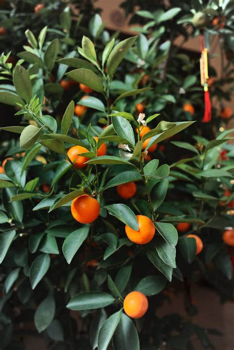 Citrus Greening The Disease Killing Floridas Favorite Trees